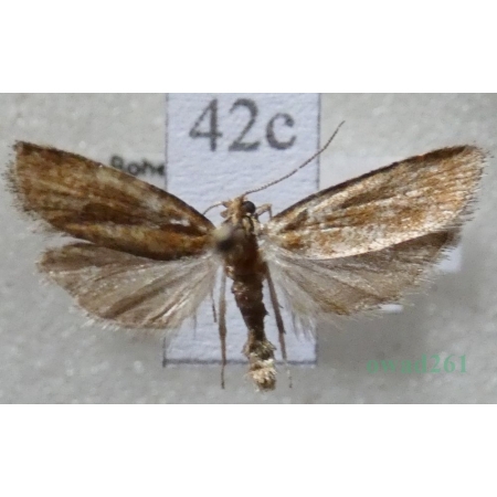 Rhyacionia pinivorana (Lienig & Zeller, 1846) Zwójka sosnowa Czech42c